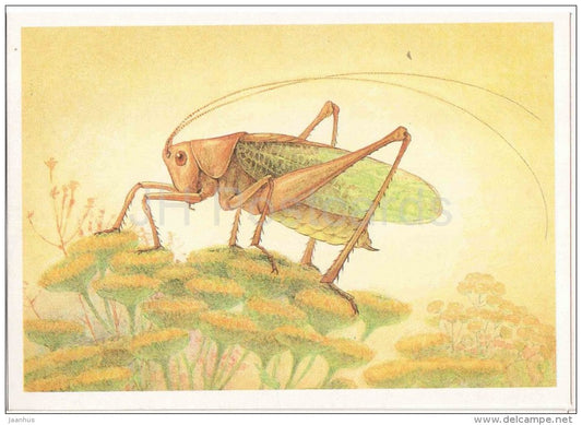 Tettigonia cantans - Grasshopper - Cricket - insects - 1990 - Russia USSR - unused - JH Postcards