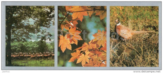 golden autumn - suburbs - spotty deer - Pheasant - Vladivostok - 1977 - Russia USSR - unused - JH Postcards