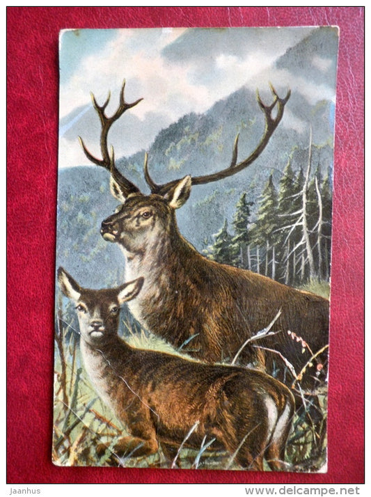 illustration - deers - 641/V - old postcard - Tsarist Russia - used - JH Postcards