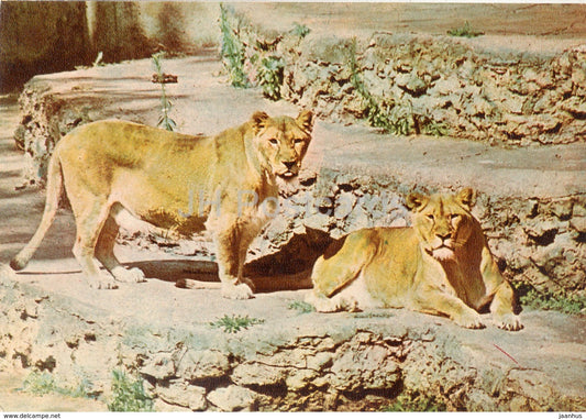 Lion - Panthera Leo - Riga Zoo - old postcard - Latvia USSR - unused - JH Postcards