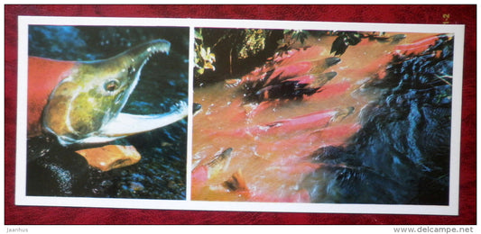 red salmon - fish - Komandorski Commander islands - 1975 - Russia USSR - unused - JH Postcards