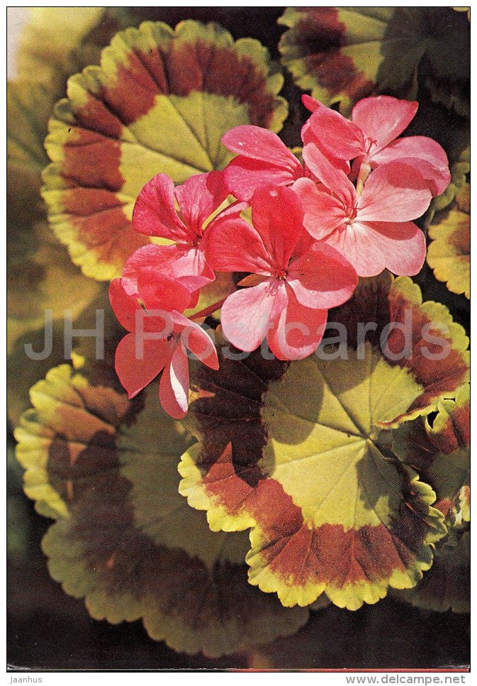 Toyce Vermon - flowers - Geranium - 1985 - Czech - Czechoslovakia - unused - JH Postcards