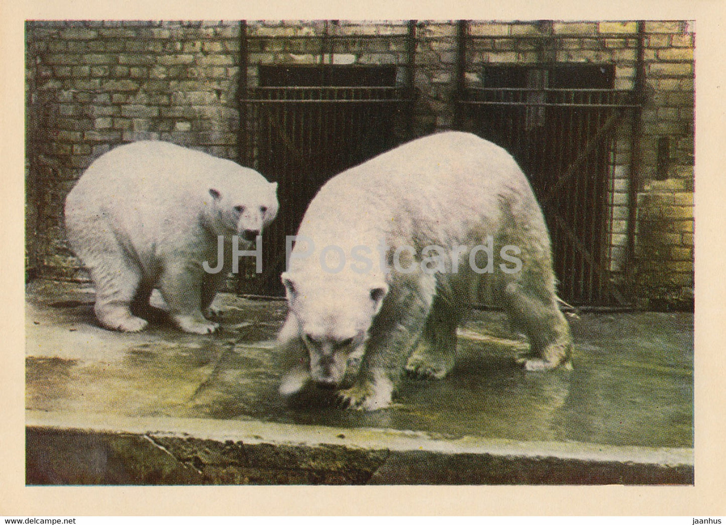 Riga Zoo - Polar bear - Ursus maritimus - Latvia USSR - unused - JH Postcards