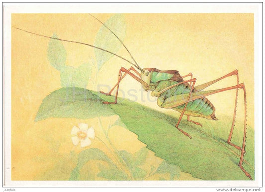 Isoimon riabovi - Grasshopper - Cricket - insects - 1990 - Russia USSR - unused - JH Postcards