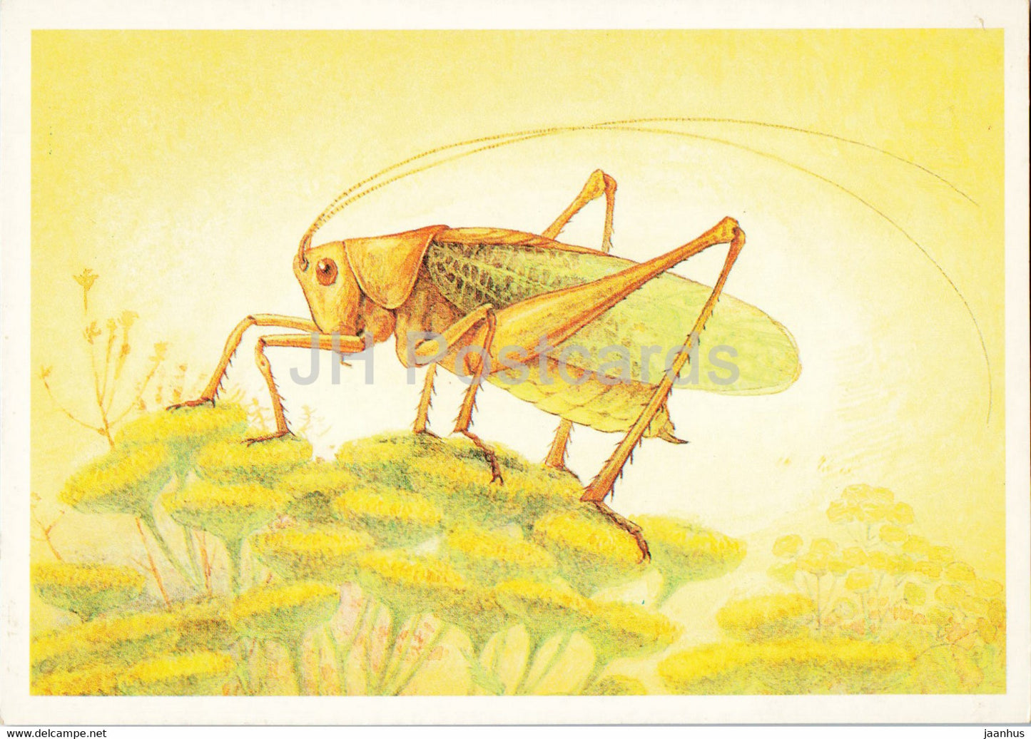 Tettigonia cantans - Upland Green Bush-Cricket - Insects - illustration - 1990 - Russia USSR - unused - JH Postcards