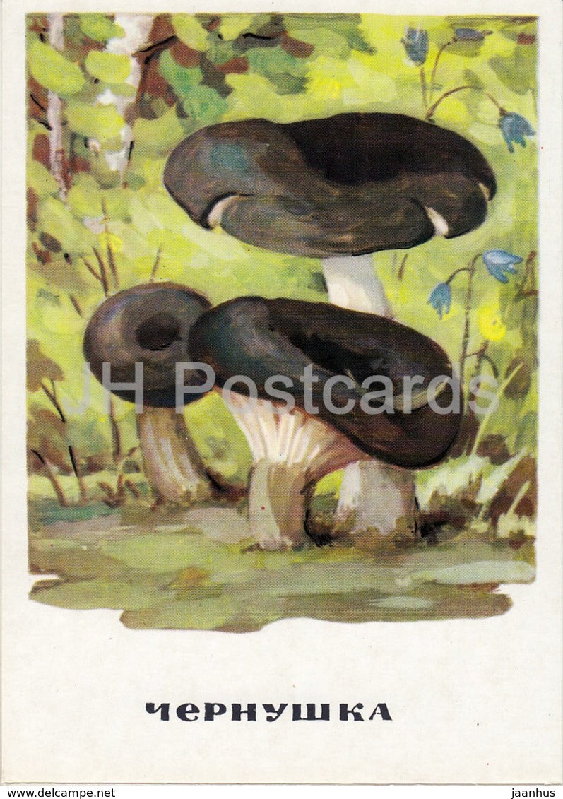 Ugly Milk-cap - Lactarius turpis - mushrooms - illustration - 1971 - Russia USSR - unused - JH Postcards