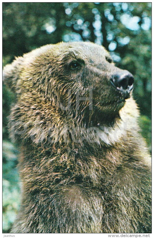 Brown bear - Ursus arctos - Zoo - 1976 - Russia USSR - unused - JH Postcards