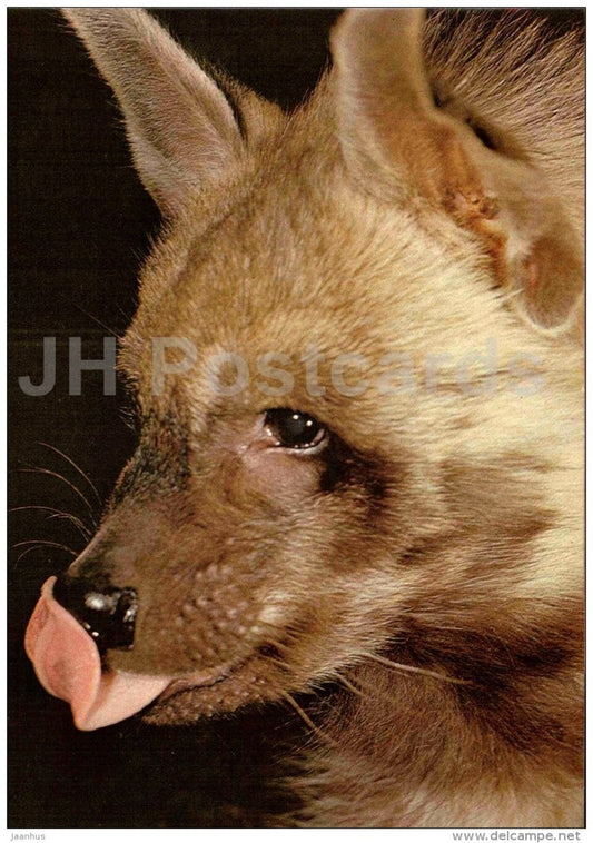 Striped hyena - Hyaena hyaena - large format card - Tallinn Zoo 50 - 1989 - Estonia USSR - unused - JH Postcards