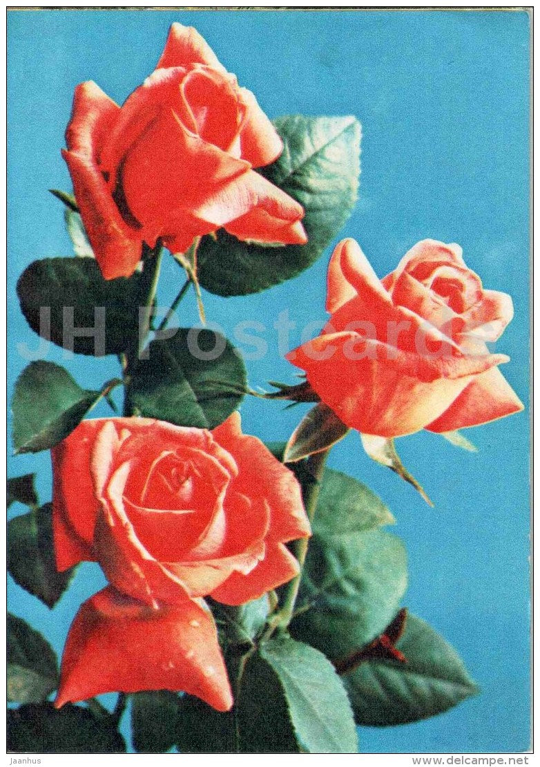 greeting card - red roses - flowers - telegram - 1978 - Russia USSR - used - JH Postcards