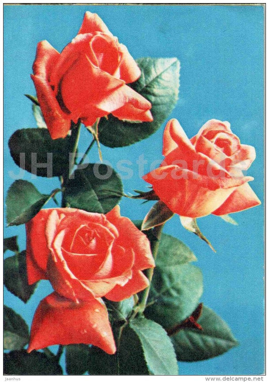 greeting card - red roses - flowers - telegram - 1978 - Russia USSR - used - JH Postcards