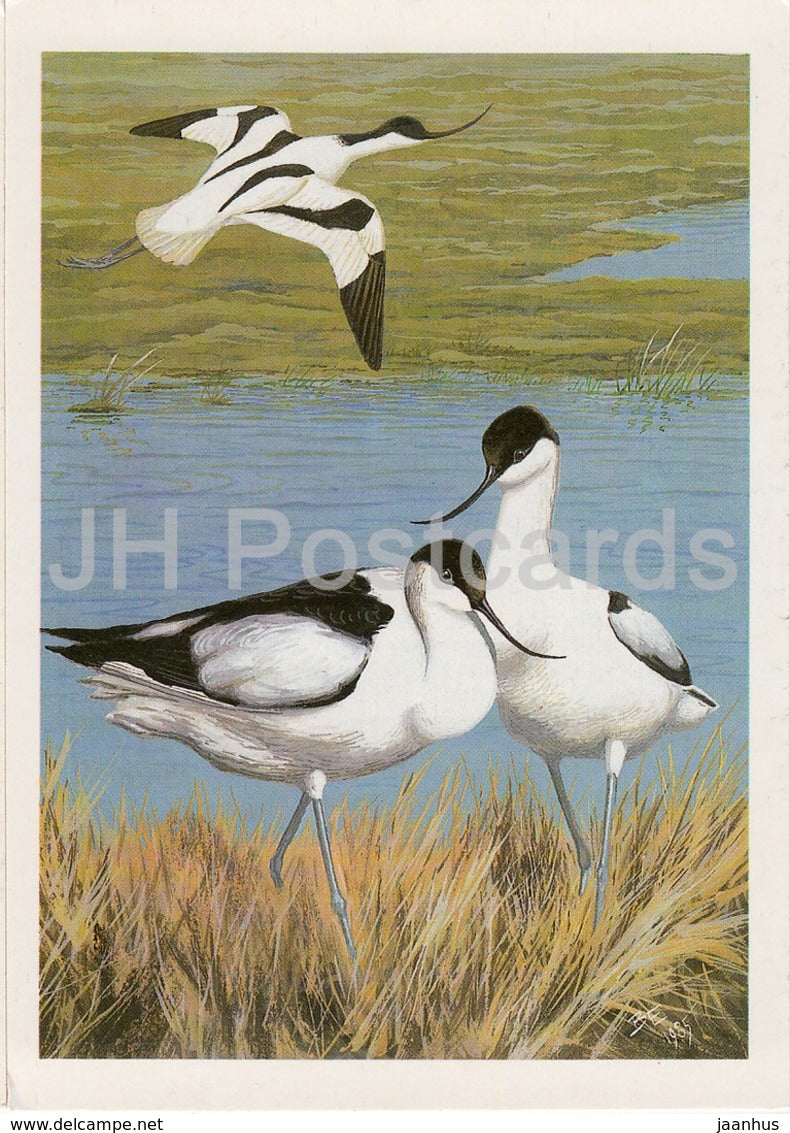 Pied avocet - Recurvirostra avosetta - birds - 1987 - Russia USSR - unused