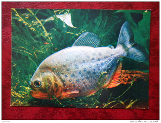 Red-bellied piranha - Pygocentrus nattereri - aquarium fish - 1980 - Russia USSR - unused - JH Postcards