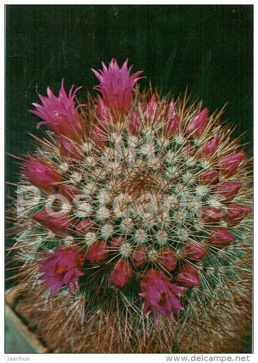 Spiny Pincushion Cactus - Mammillaria spinosissima - cactus - flowers - 1984 - Russia USSR - unused - JH Postcards
