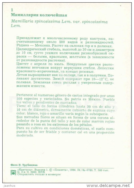 Spiny Pincushion Cactus - Mammillaria spinosissima - cactus - flowers - 1984 - Russia USSR - unused - JH Postcards