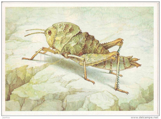Saxetania cultricollis - Grasshopper - Cricket - insects - 1990 - Russia USSR - unused - JH Postcards