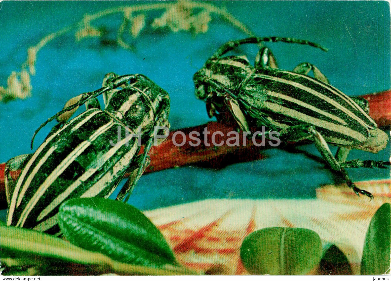 Dorcadion grande - insects - 1977 - Russia USSR - unused - JH Postcards