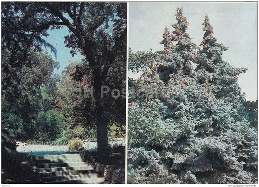 Corner of the Park Montedor - Exotic coniferous in Upper Park - Nikitsky Botanical Garden - 1991 - Ukraine USSR - unused - JH Postcards