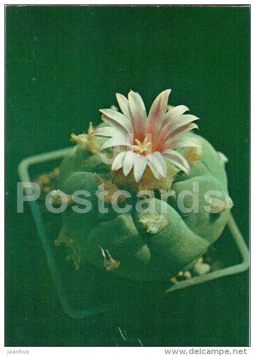 Peyote - Lophophora williamsii - cactus - flowers - 1984 - Russia USSR - unused - JH Postcards