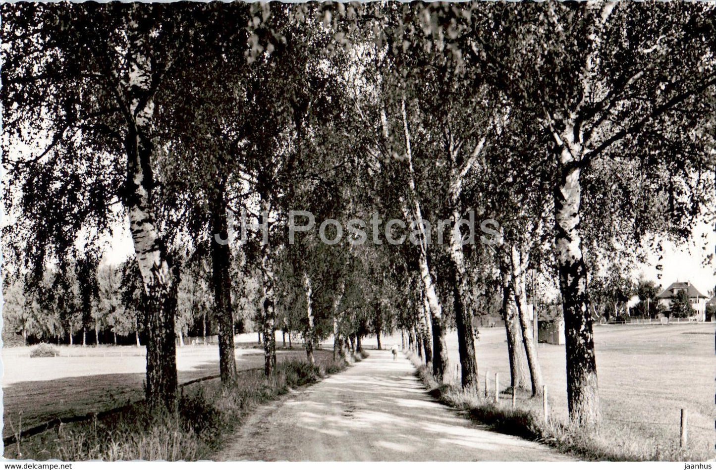 Bad Worishofen - Kneippheilbad - Birkenallee beim Sonnenhof - old postcard - Germany - unused - JH Postcards