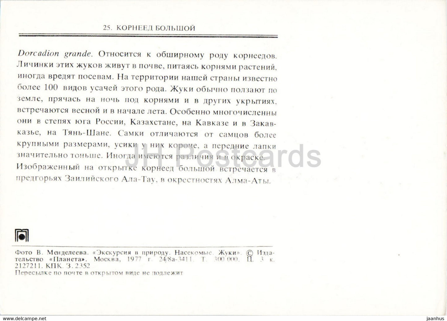 Dorcadion grande - insects - 1977 - Russia USSR - unused