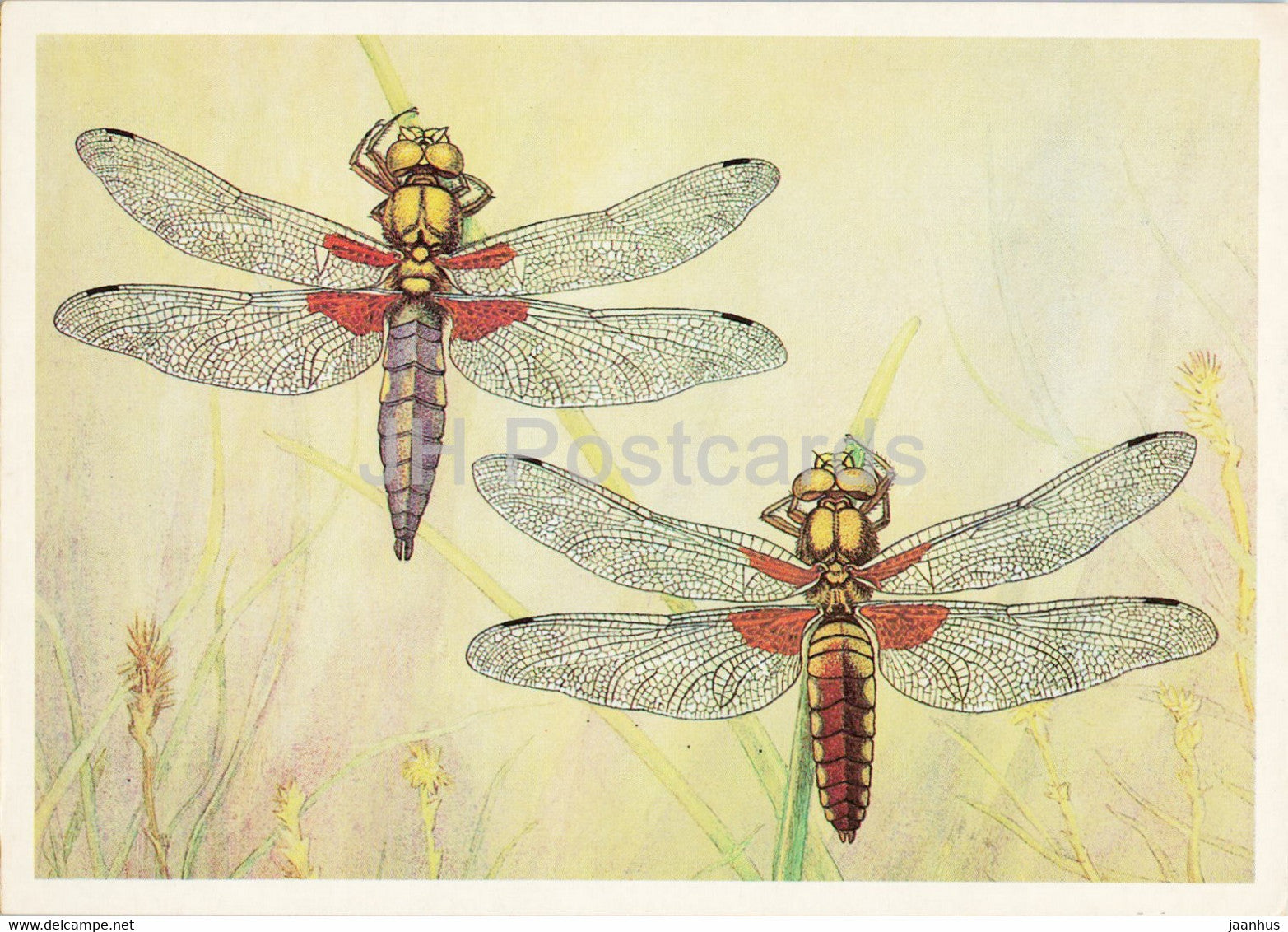 Libellula depressa - The broad-bodied chaser - dragonfly - Insects - illustration - 1987 - Russia USSR - unused - JH Postcards