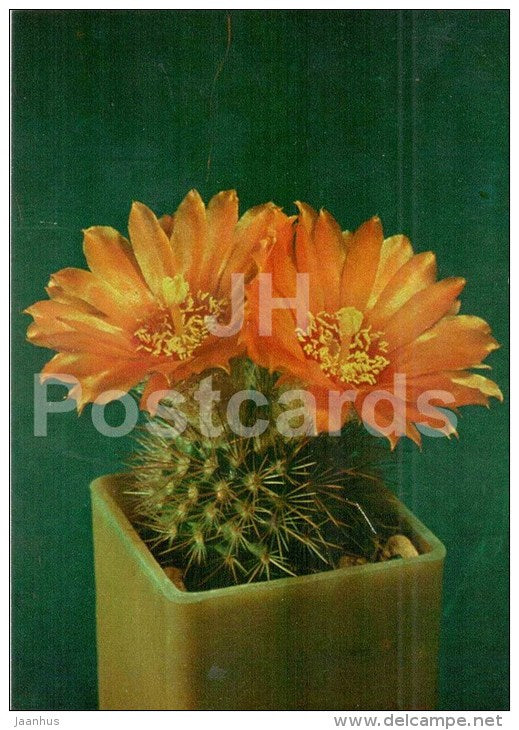 Parodia faustiana - cactus - flowers - 1984 - Russia USSR - unused - JH Postcards