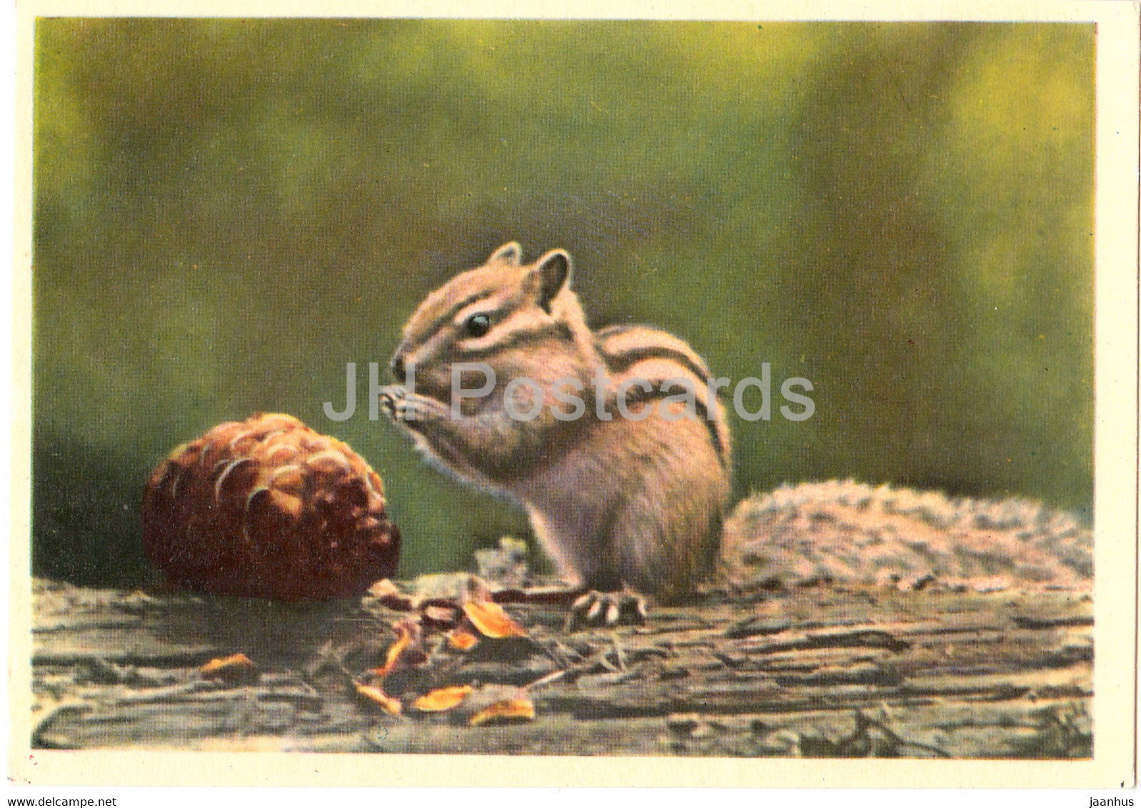 Chipmunk - 1963 - Russia USSR - unused - JH Postcards