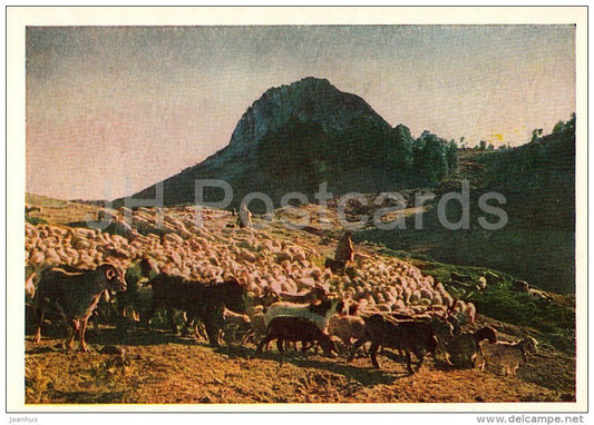 flock in the mountains - 1956 - Albania - unused - JH Postcards