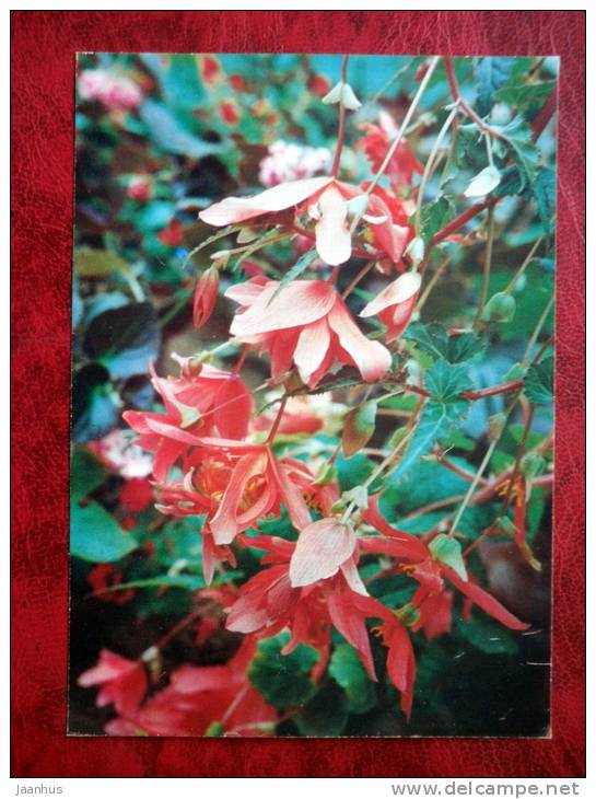 Begonia pendula flore pleno hort - flowers - 1987 - Russia - USSR - unused - JH Postcards