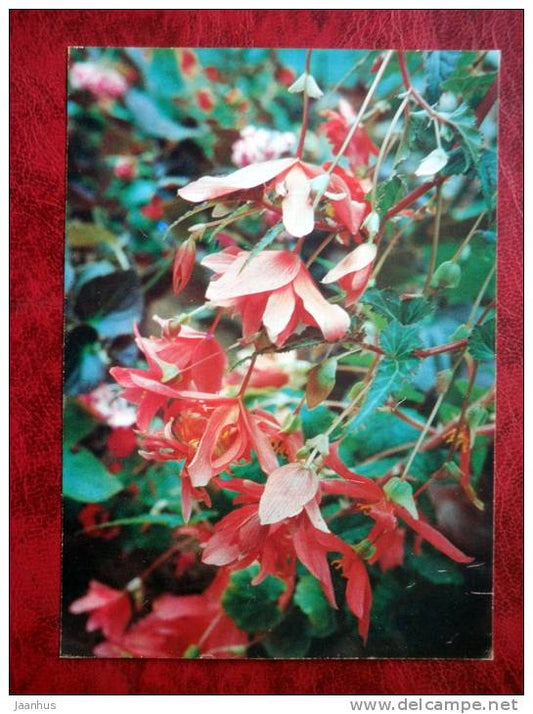 Begonia pendula flore pleno hort - flowers - 1987 - Russia - USSR - unused - JH Postcards