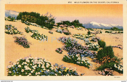 Wild Flowers on the Desert - California - old postcard - USA - unused - JH Postcards