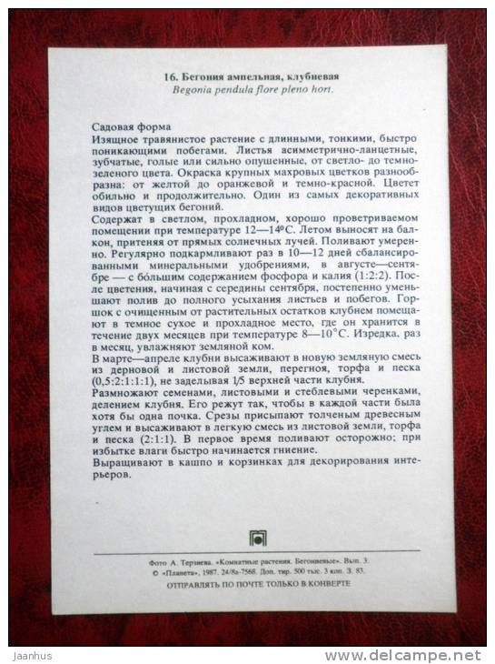 Begonia pendula flore pleno hort - flowers - 1987 - Russia - USSR - unused - JH Postcards