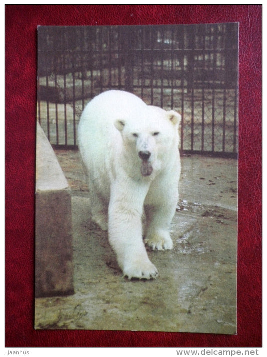 polar bear - Riga Zoo - 1980 - Latvia USSR - unused - JH Postcards