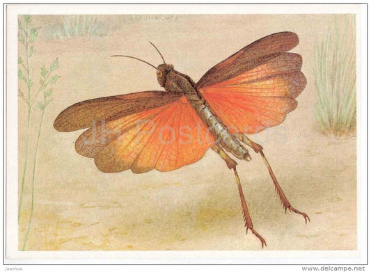 Rattle Grasshopper , Psophus stridulus - Grasshopper - Cricket - insects - 1990 - Russia USSR - unused - JH Postcards