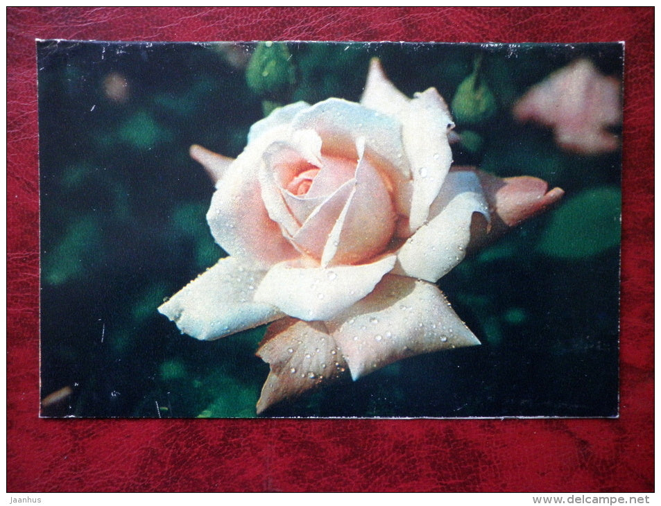 Birthday greeting card - rose - flowers - 1982 - Russia - USSR - unused - JH Postcards