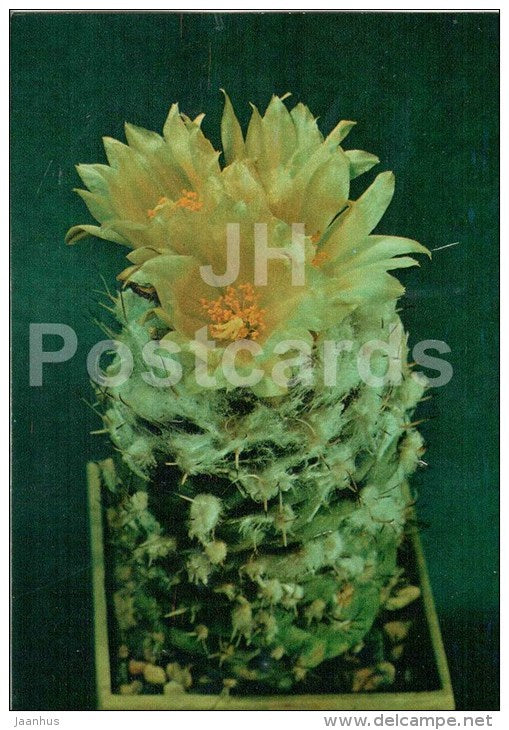 Turbinicarpus lophophoroides - cactus - flowers - 1984 - Russia USSR - unused - JH Postcards