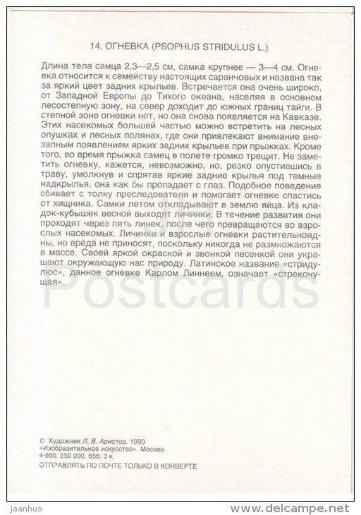 Rattle Grasshopper , Psophus stridulus - Grasshopper - Cricket - insects - 1990 - Russia USSR - unused - JH Postcards