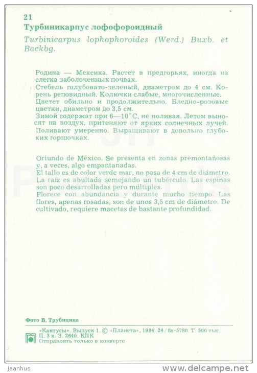 Turbinicarpus lophophoroides - cactus - flowers - 1984 - Russia USSR - unused - JH Postcards