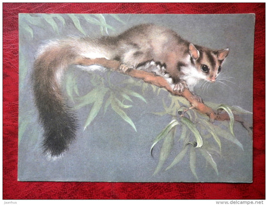 Sugar glider - Petaurus breviceps - animals - 1982 - Russia - USSR - unused - JH Postcards
