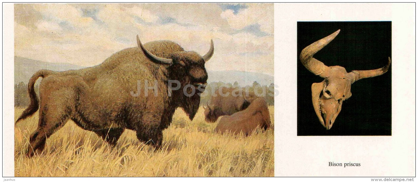 Steppe bison - Bison priscus - skull - illustration by Flerov - paleontology - 1989 - Russia USSR - unused - JH Postcards