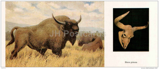 Steppe bison - Bison priscus - skull - illustration by Flerov - paleontology - 1989 - Russia USSR - unused - JH Postcards