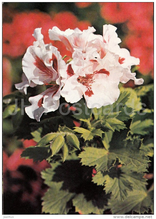 White Swan - flowers - Geranium - 1985 - Czech - Czechoslovakia - unused - JH Postcards
