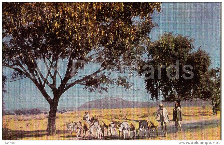 on the roads of Punjab - 1968 - India - unused - JH Postcards