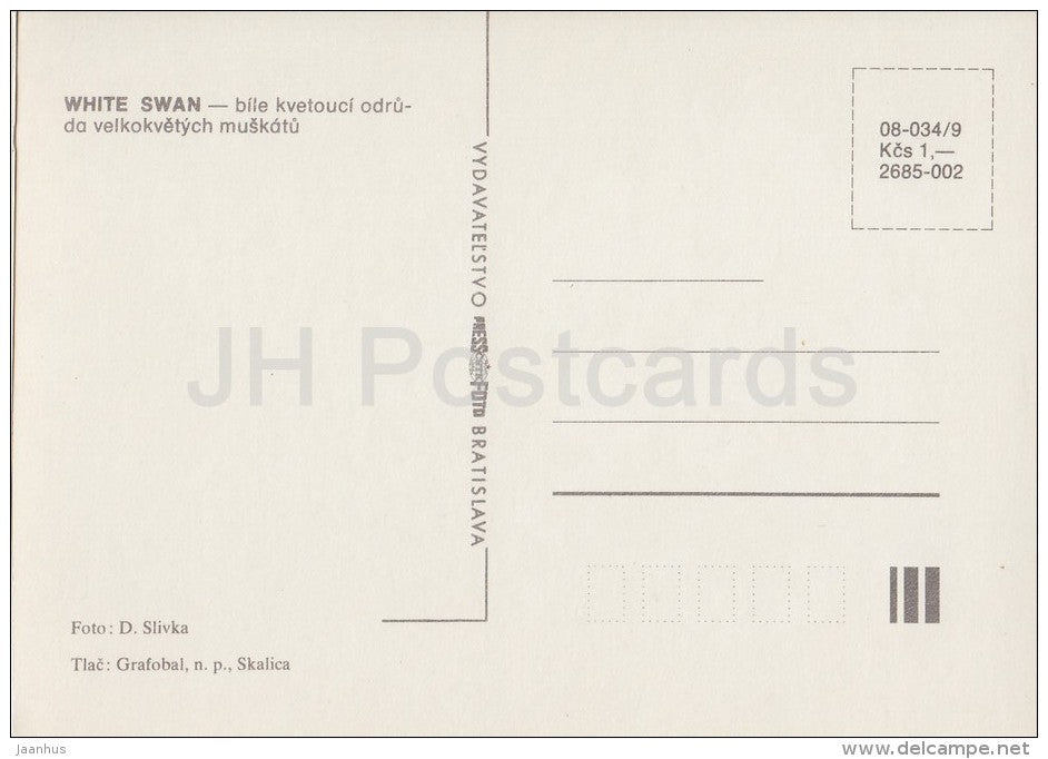White Swan - flowers - Geranium - 1985 - Czech - Czechoslovakia - unused - JH Postcards