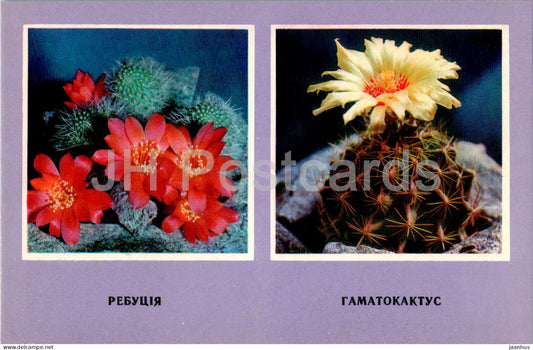 Hamatocactus - cacti - cactus - flowers - 1977 - Ukraine USSR - unused - JH Postcards