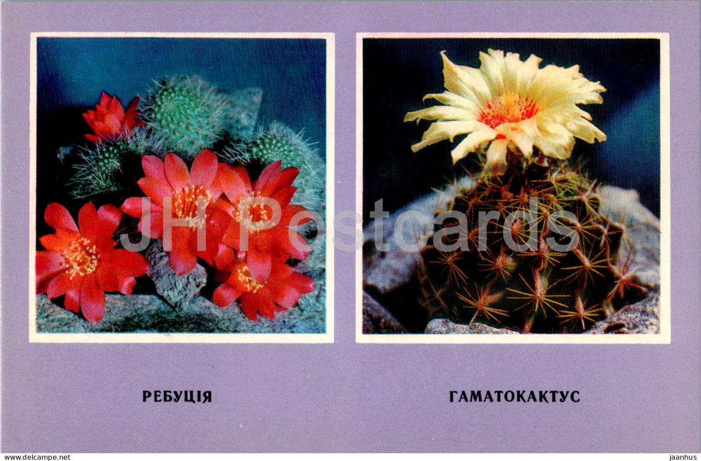 Hamatocactus - cacti - cactus - flowers - 1977 - Ukraine USSR - unused - JH Postcards