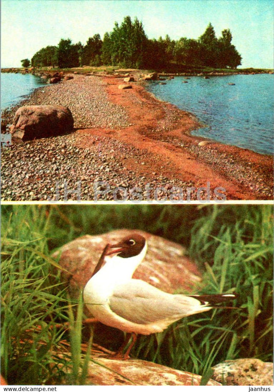 Lahemaa - Alvi island - Laughing gull - Larus ridibundus - birds - 1 - 1978 - Estonia USSR - unused - JH Postcards