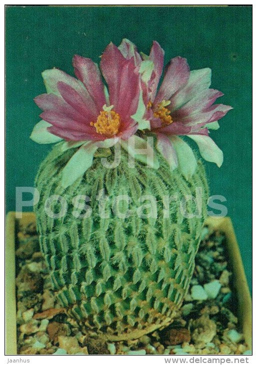 Hatchet Cactus - Pelecyphora aselliformis - cactus - flowers - 1984 - Russia USSR - unused - JH Postcards