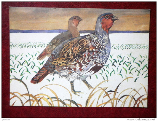 illustration by T. Tulev - Partridge - birds - 1986 - Estonia USSR - used - JH Postcards