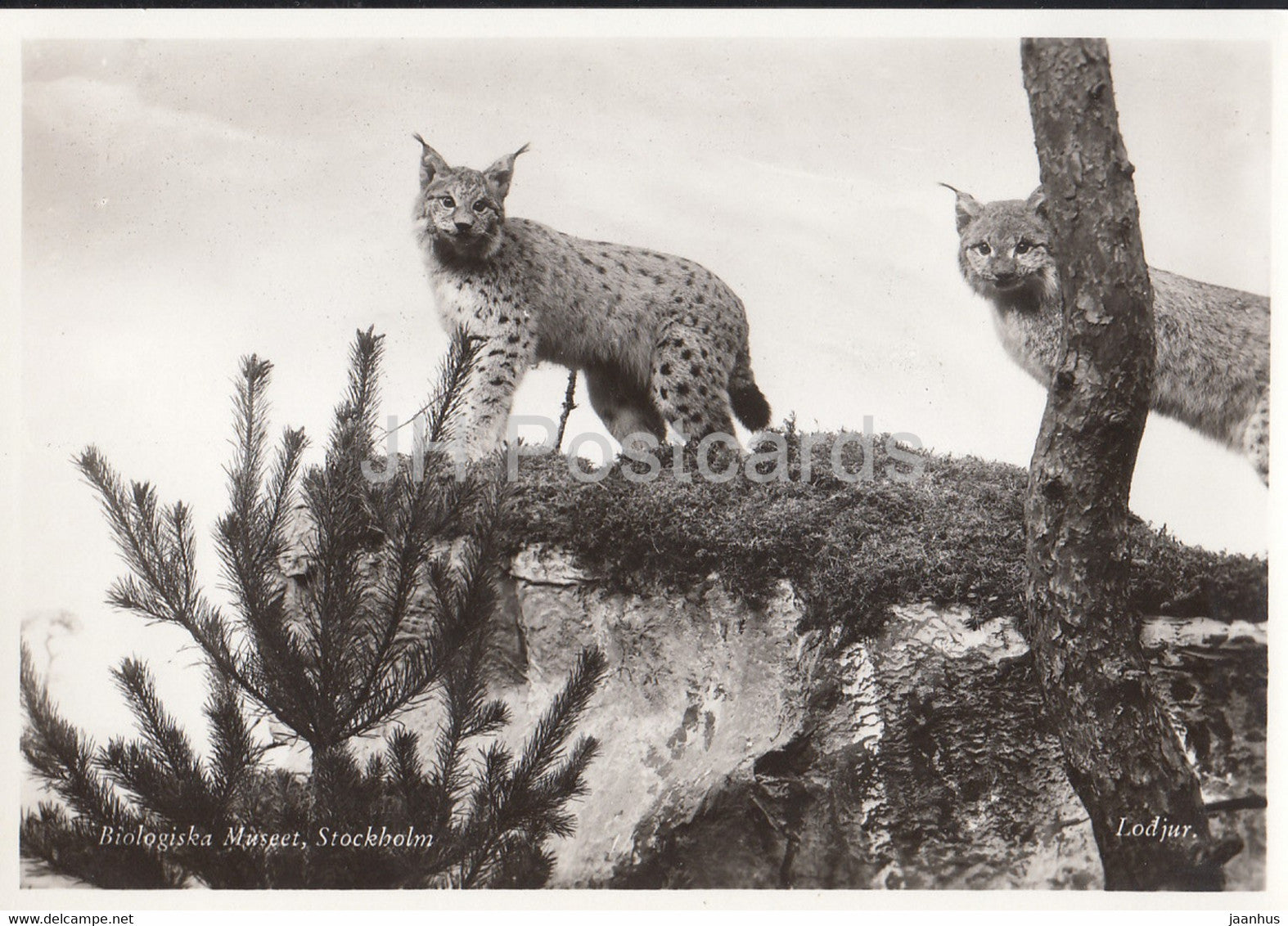 Biologiska Museet - Biological Museum - Lynx - animals - Sweden - unused - JH Postcards